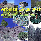 Arboles singulares en Gran Canaria